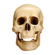 1x Resin Gothic Skull Resin Model