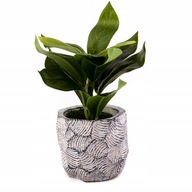 PHILODENDRON KVET V ČRENÁRE 18CM, RÔZNE VZORY