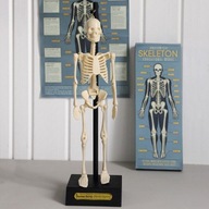 Rex London Anatomická kostra model kostry
