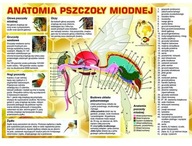 VEĽKÁ náučná tabuľa ANATOMY OF A VČELY F223