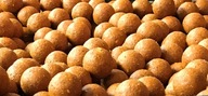 STARBAITS Scopex 20mm boilies 1kg