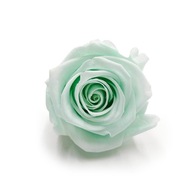 Stabilizovaná Rose Mint Eternal Rose XL