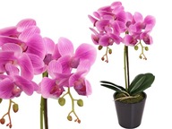 ORCHIDEA V ČRENÁRE AKO ŽIVÝ UMELÝ KVET, 2 výhonky