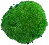 Trs Moss Stredne zelený PREMIUM Trs 10-12cm