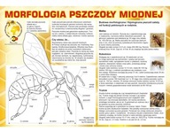 VEĽKÁ náučná tabuľa MORFOLÓGIA VČELÍN F224