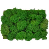 Chrobotek PREMIUM Moss Bright Juicy Green 100g