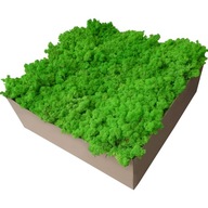 Moss Grassy Grass Svetlozelená 6kg