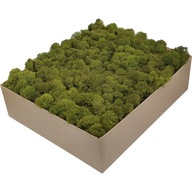 Chrobotek PREMIUM Mid Green moss Kartón 1kg