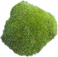 Trs Moss Svetlozelený PREMIUM Trs 10-12cm