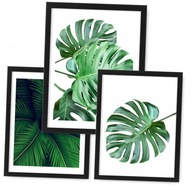 Sada 3 obrazov 24x33 plagátov MONSTERA, rám ikea