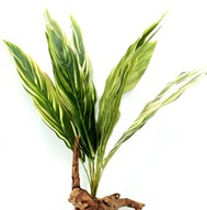 Rastlina R023 pre terárium 60cm svlažca