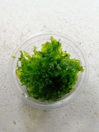 PELIA Monosolenium tenerum [80 ml porcia]