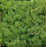 Light Green Moss Moss 500 g Pure Fresh HQ