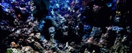 Samolepiace SEA AQUARIUM BACKGROUND 120X 50