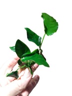 ANUBIAS Nana - chumáč