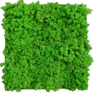 Crabgrass Moss Live Green 6kg