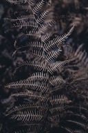 Nástenný plagát Fern Leaf Leaves 61x91,5 cm