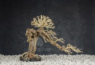 Aquasilva Monteverde aqua bonsai strom naplaveného dreva