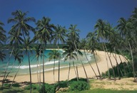 Fototapeta palma komárska tropická pláž 8-252