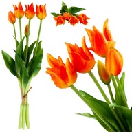 TULIPSY, PAPAGOJE, KYTICA TULIPANOV, GUMA POTAZENA, KRASNE