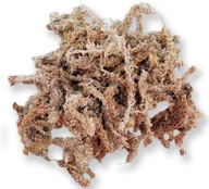 Sphagnum Moss 100g do terária pre plazy