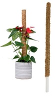 Kokosová tyč na pestovanie podpery 60 cm