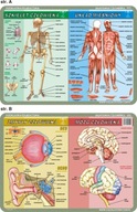 Vzdelávacie podložky x10 ANATÓMIA ĽUDSKÝCH ZVIERAT