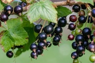 Čierne ríbezle - Sirup, Delicious