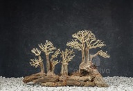 Aquasilva Tongass strom aqua bonsai naplavené drevo