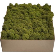 Chrobotek PREMIUM Olive Green Moss 600g