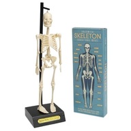Model kostry ľudskej kostry Rex London