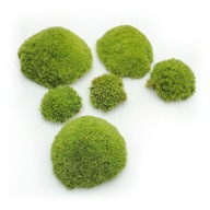 100 g Cushion Moss Light Green Premium