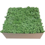 Moss Chrobotek Rotten Green Carton 6kg