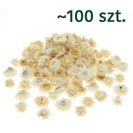 Sušené biele helichrysum - kvety 50 g, ~100 ks.