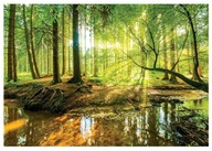 Fototapeta SUNNY FOREST 3D Trees Nature 368x254