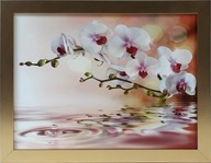 OBRAZ 35x45 ORCHID KVET KVETY ZLATÝ RÁM