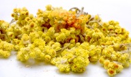 Rafex Helichrysum Flower 1kg