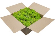 Moss Norwegian Spring Green Bright 250g