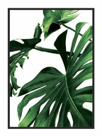 OBRAZOVÝ PLAGÁT V RÁME 53x73 cm Monstera P842