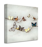 Ian Winstanley Obraz farebné motýle 40x40 cm