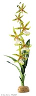 EXO TERRA Pavúčia orchidea 45cm orchidea