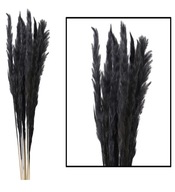 Pampas tráva čierny Mace 65-75cm