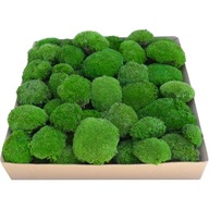 PREMIUM Cushion Moss Medium Green Cardboard 0,25 m2