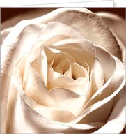Pohľadnica bez priania prázdna biela ruža FF3