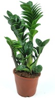 Zamioculcas Zamiokulkas ZENZI KRÁSNY