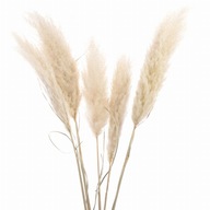 Sušená pampová tráva ecru suchá tráva 115 cm
