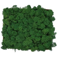 Chrobotek PREMIUM Moss Dark Green 300g