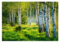 Fototapeta SUNNY FOREST Trees Meadow Obývacia izba 368x254