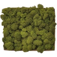 Crabotek PREMIUM Olive Green Moss 300g