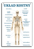 Náučná tabuľa ľudská kostrová sústava A4